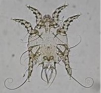 Chorioptic midd under mikroskopet, 0,3 mm. Hvis du kan se den er det ikke en chorioptic midd.