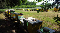 Apiary Soljani