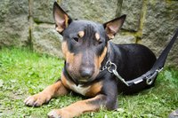 Archie