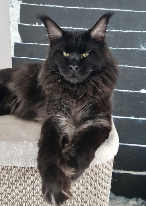 Chatons Disponibles