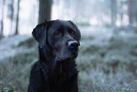Bella (Kuva: Taru Sinervä)