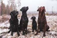 Bella, Rita, Sara ja Late (Kuva: Taru Sinervä)