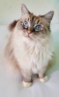 Ik ben Inca een 15 jarige seal lynx mitted Ragdoll. Ik ben opvallend sociaal en hou je graag gezelschap met een praatje..