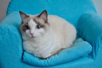 Ik ben Bibi een blue bicolor en 3 jaar oud. Ik luister heel goed, ben gek op springen en veertjes en masseer je in de ochtend zodra je wakker bent.