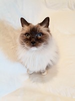 Ik ben Skittles, 15 jarige zus van Inca en een blue mitted Ragdoll. Ik ben de diva hier. Wil je op mijn buik aaien en krabben?