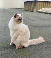 Ik ben Lipsy een rustige blue point castraat jonge dame. Pollie is mijn zus uit hetzelfde nestje. Ik speel en slaap graag in buiten.