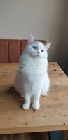 Ik ben Pollie. Ik ben een seal mid high white bicolor en dochter van Bibi. Ik ben net als mijn zus erg slim en de baas hier in huis.