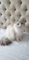 Ik ben Donna een blue lynx bicolor, alleseter, lief is mijn tweede naam. Als moeder was ik best onzeker de eerste tijd maar verder ben ik erg chill.