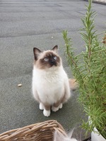 Ik ben Hailey een seal mitted Ragdoll van bijna 1 jaar oud. Ik huppel als een hertje en ben gek op verstoppen. Mijn vacht is heerlijk vol en fluffy.