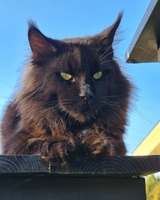 S*Country Dream's Iwan ( Ozzy )