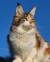 S*SinhTsunKitthas Tuva