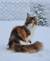 S*SinhTsunKitthas Tuva.