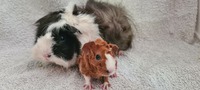 Familien Tulle <3