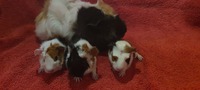 Familien Molly <3
