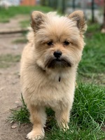 Zimba