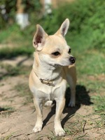 Millie