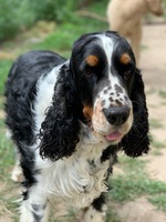 Eidur
