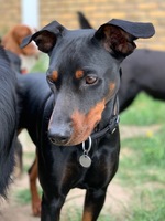 Sassi