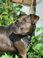Bruno