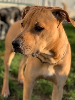 Hugo