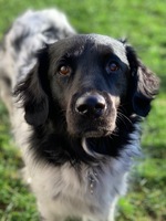 Doris
