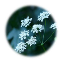 Pimpinella major
