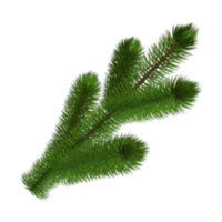 Pinus sylvestris