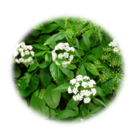 Aegopodium podagraria