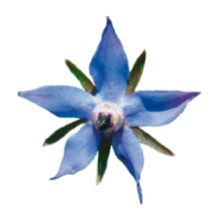 Borago officinalis