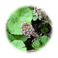 Petasites hybridus