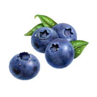 Vaccinium myrtillus