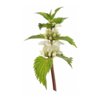 Lamium album