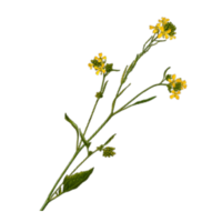 Sinapis alba
