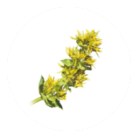 Gentianea lutea