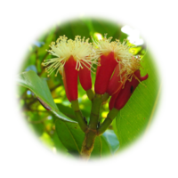 Syzygium aromaticum