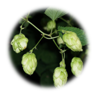 Humulus lupulus