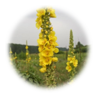 Verbascum densiflorum Bertol.