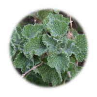 Marrubium vulgare