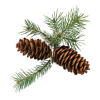 Abies alba