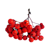 Sorbus aucuparia