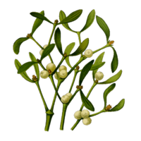 Viscum album