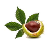 Aesculus hippocastanea