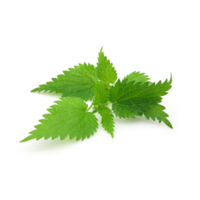 Urtica dioica
