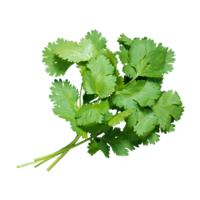 Coriandrum sativum