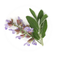 Symphytum officinale