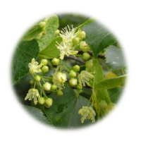 Tilia cordata
