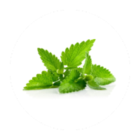 Mentha piperita