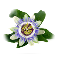 Passiflora incarnata