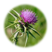 Silybum marianum