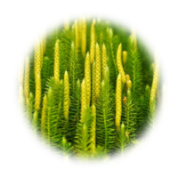 Lycopodium clavatum